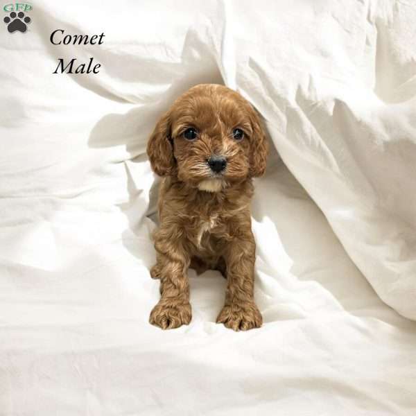 Comet, Cavapoo Puppy